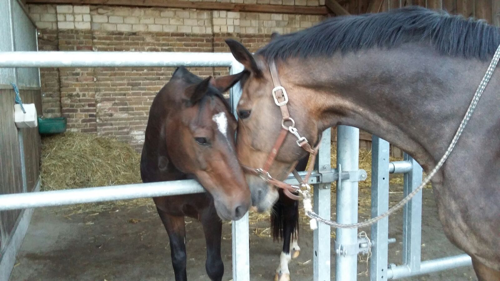 Ankunft unseres  Ponywallachs Verci